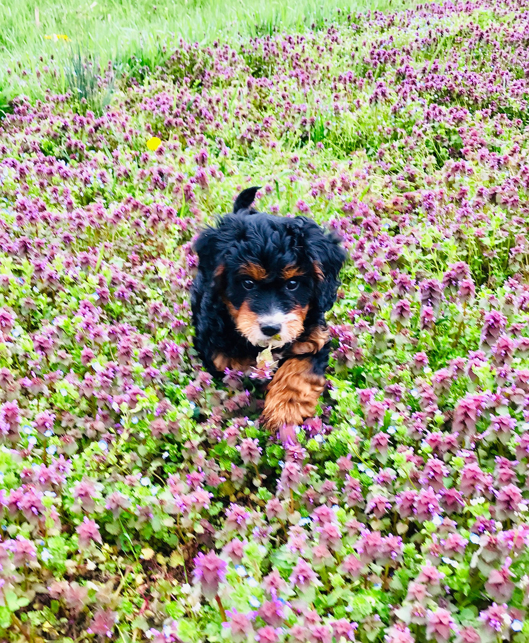 Delilah joined the competition — help win amazing prizes! canidae, carnivore, companion_dog, dog, dog_breed, flower, plant, puppy, sporting_group, wildflower