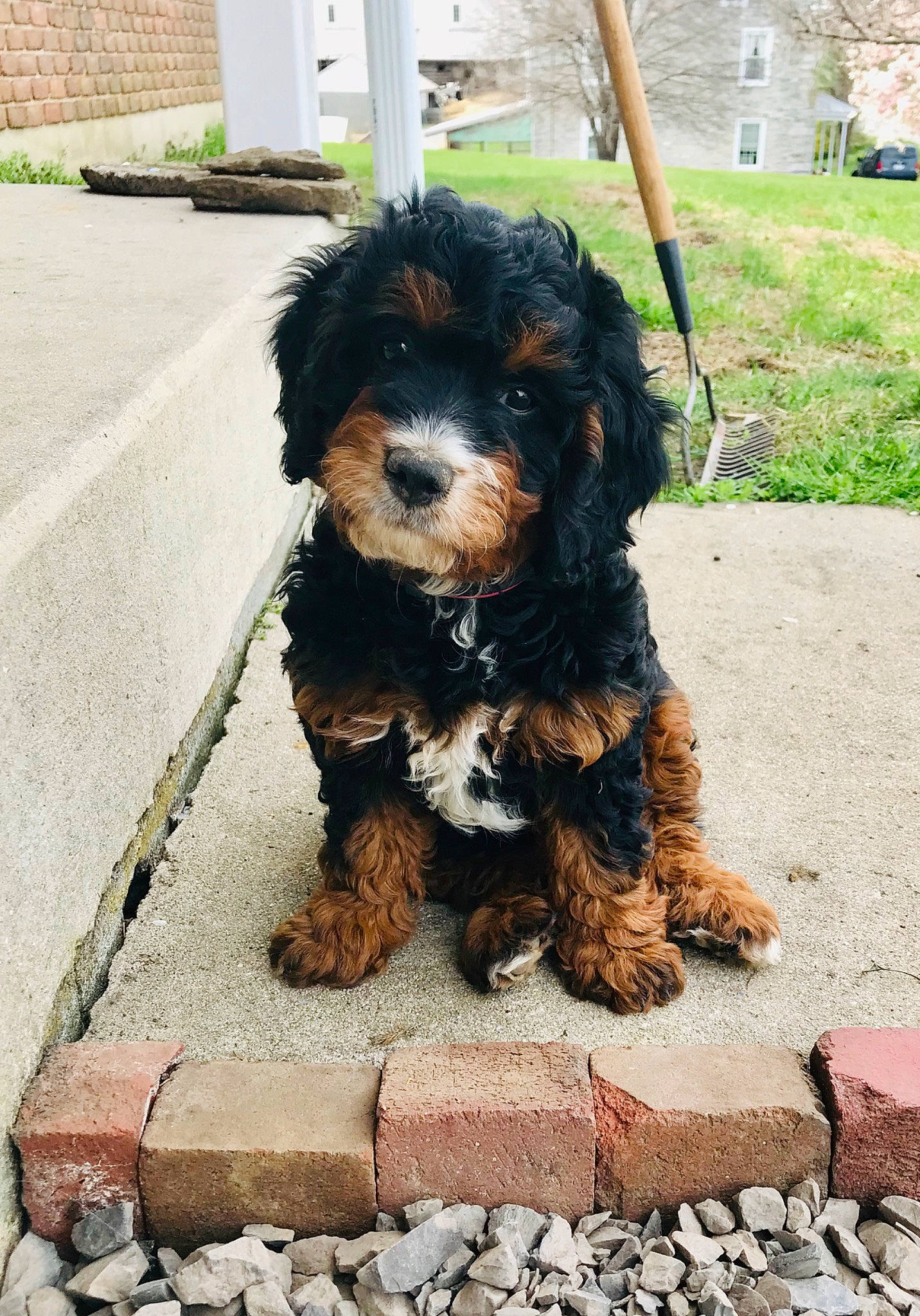 Delilah is registered to the contest to win money with this photo: bolonka, canidae, carnivore, cavapoo, cockapoo, companion_dog, dog, dog_breed, maltepoo, mammal, miniature_poodle, poodle_crossbreed, puppy, rare_breed_dog, schnoodle, sporting_group, tibetan_terrier, toy_poodle, vertebrate, yorkipoo