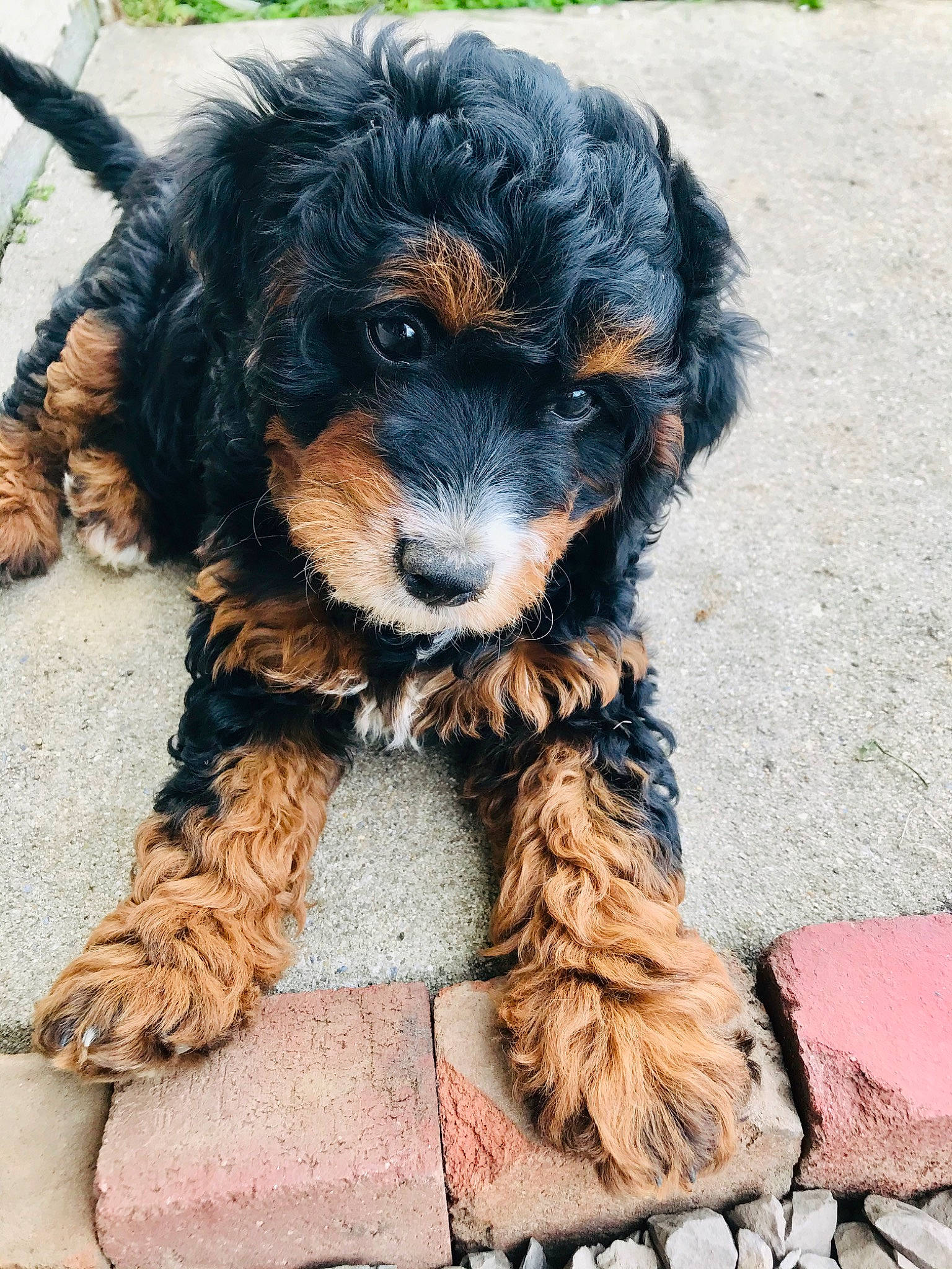 Delilah is registered to the contest to win money with this photo: bolonka, canidae, carnivore, cavachon, cavapoo, cockapoo, companion_dog, dog, dog_breed, havanese, maltepoo, mammal, poodle_crossbreed, puppy, rare_breed_dog, schnoodle, sporting_group, tibetan_terrier, vertebrate, yorkipoo