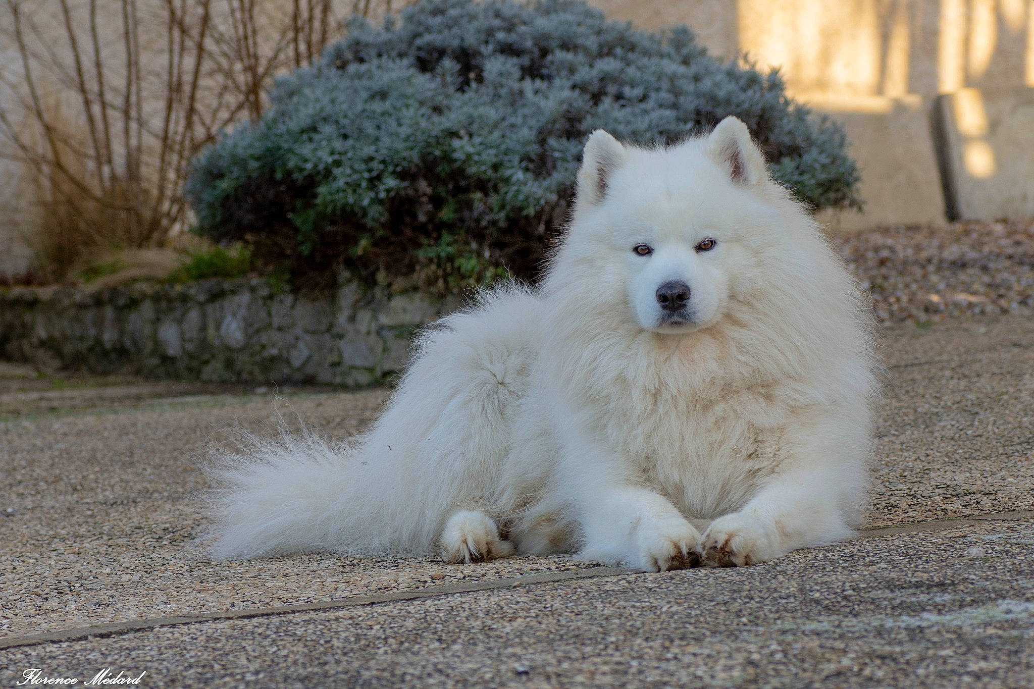 Kimiq participe au concours pour gagner de l'argent avec cette photo : american_eskimo_dog, berger_blanc_suisse, canadian_eskimo_dog, canidae, carnivore, companion_dog, dog, dog_breed, german_spitz, german_spitz_klein, german_spitz_mittel, indian_spitz, japanese_spitz, mammal, pomeranian, rare_breed_dog, samoyed, spitz, vertebrate, volpino_italiano