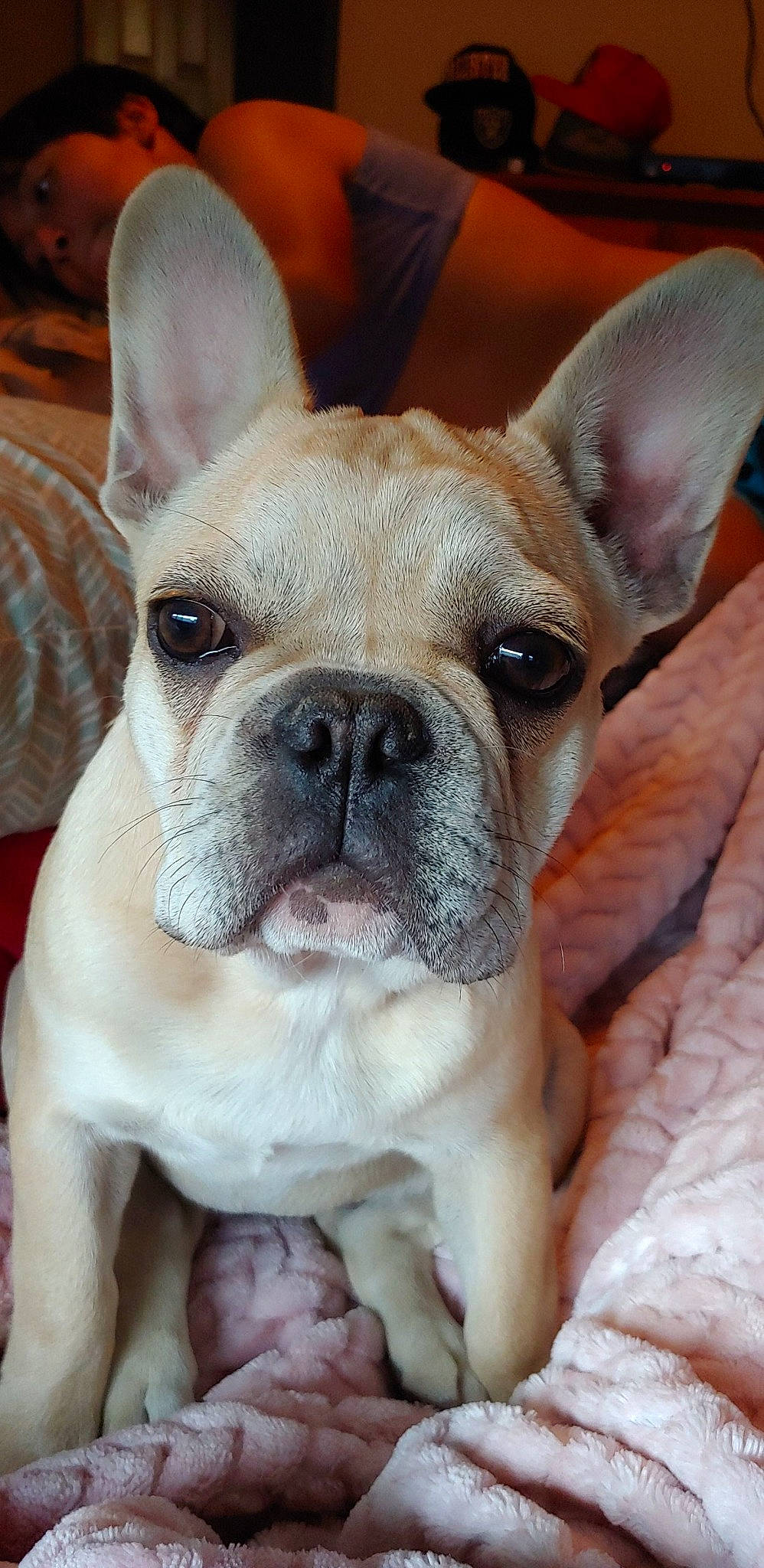 Tootsie joined the competition — help win amazing prizes! bulldog, canidae, carnivore, close_up, comfort, companion_dog, dog, dog_breed, ear, fawn, grass, molosser, nose, snout, sporting_group, terrestrial_animal, toy_dog, whiskers, working_animal, wrinkle