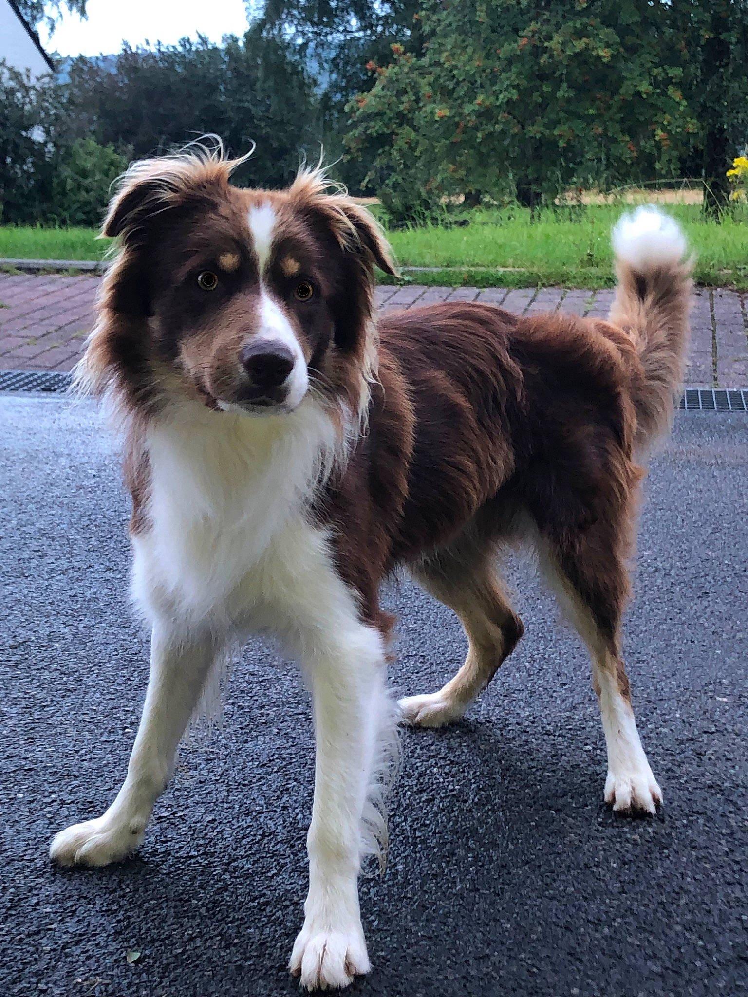 Marley participe au concours pour gagner de l'argent avec cette photo : ancient_dog_breeds, australian_collie, border_collie, canidae, carnivore, companion_dog, dog, dog_breed, fur, gun_dog, herding_dog, plant, snout, sporting_group, tail, terrestrial_animal, tree, working_animal, working_dog