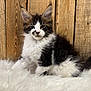 kitten, cat, fur, fluffy, animal, pet, white, black, wooden_background, furry_surface, sitting, portrait, cute, young, indoor, feline, whiskers, ears, eyes, soft