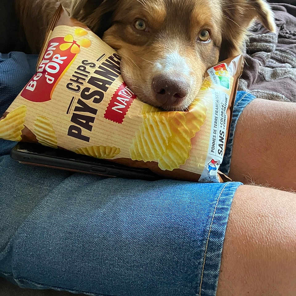 Vaïna a rejoint le concours — aidez-le/la à gagner de superbes lots ! animal, ball, canine, clothing, cushion, dog, face, head, homedecor, hound, jeans, pants, person, pet, photography, portrait, puppy, shorts, sport, tennis