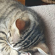 Chrystale a rejoint le concours — aidez-le/la à gagner de superbes lots ! cat, tabby, sleeping, paw, paw_pads, feline, pet, animal, fur, striped, cozy, blanket, resting, indoor, cute, closeup, whiskers, ear, relaxed, soft
