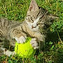 Chrystale a rejoint le concours — aidez-le/la à gagner de superbes lots ! kitten, cat, tennis_ball, grass, outdoor, pet, animal, playful, young_cat, feline, nature, greenery, claws, whiskers, sunlight, daylight, closeup, cute, small, fur