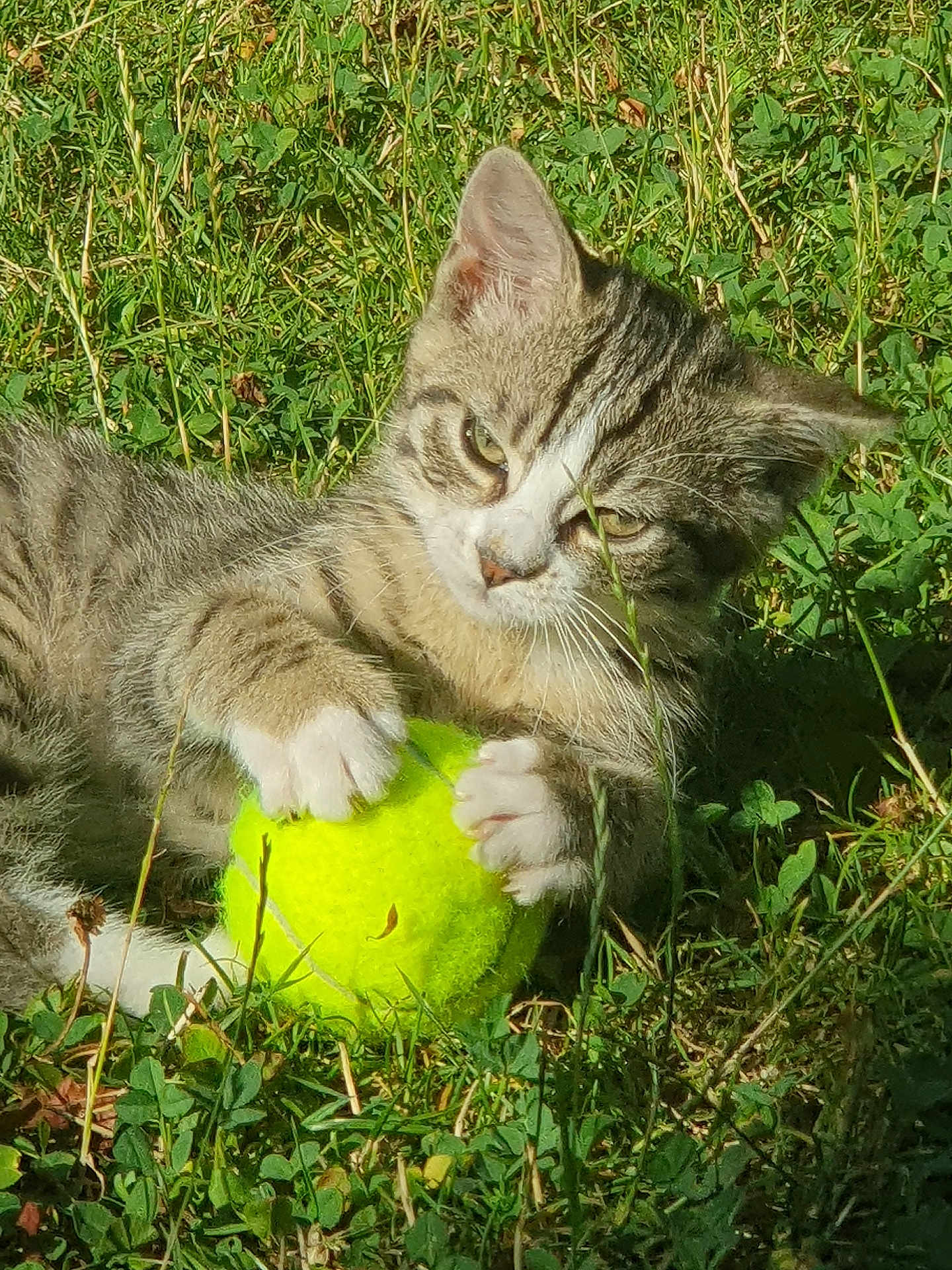 Chrystale a rejoint le concours — aidez-le/la à gagner de superbes lots ! kitten, cat, tennis_ball, grass, outdoor, pet, animal, playful, young_cat, feline, nature, greenery, claws, whiskers, sunlight, daylight, closeup, cute, small, fur