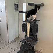 Yoda a rejoint le concours — aidez-le/la à gagner de superbes lots ! animal, black_and_white_cat, cat, cat_tree, curious, domestic_cat, door, exploring, floor_tiles, furniture, home_interior, house, indoor, ladder, pet, platform, room, scratching_post, sign, wall_socket