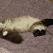 Muse a rejoint le concours — aidez-le/la à gagner de superbes lots ! cat, fluffy, bedspread, patterned, lying_down, upside_down, stretching, relaxed, playful, indoor, pet, animal, feline, whiskers, paws, fur, cute, cozy, resting, looking