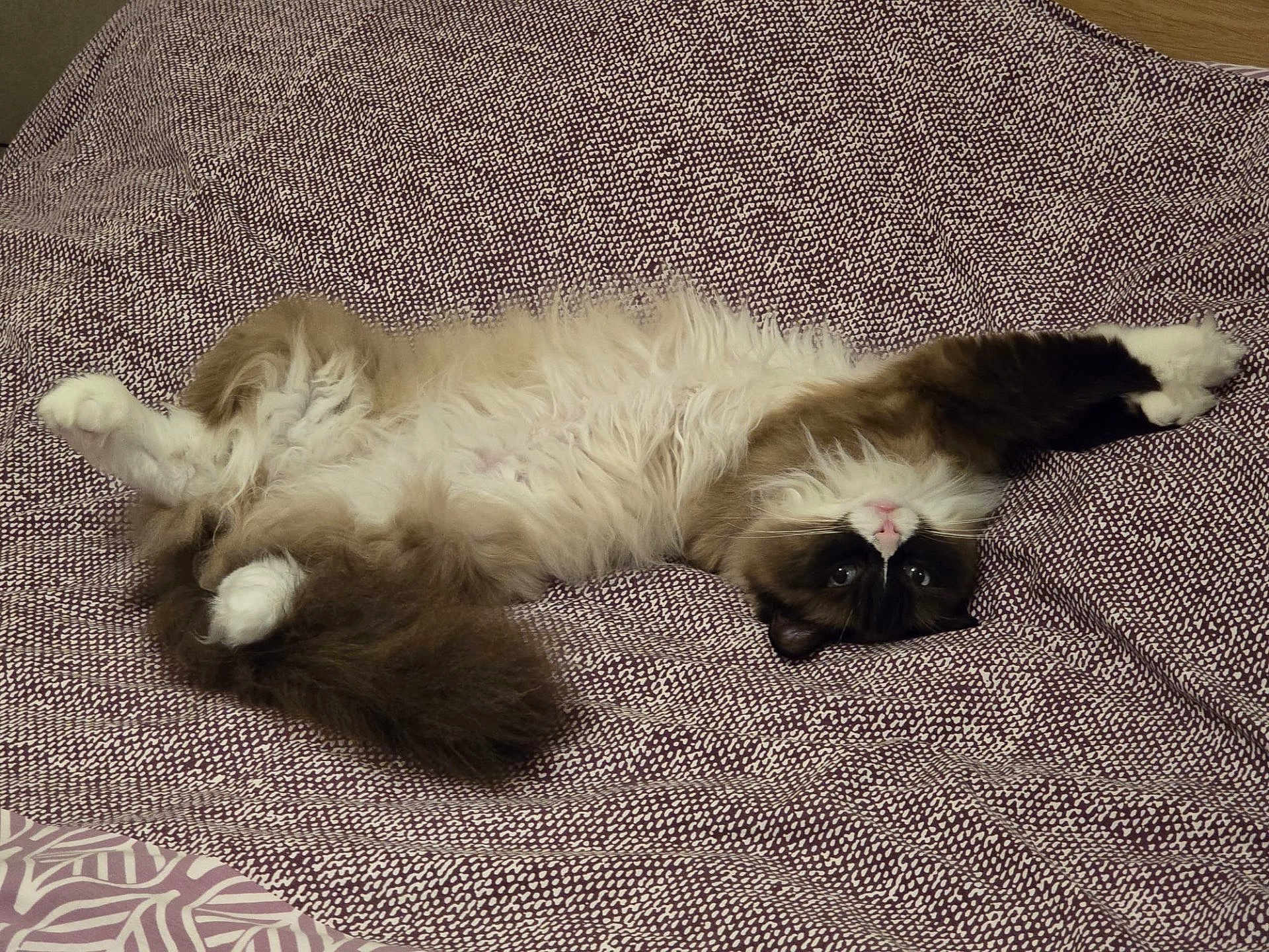 Muse a rejoint le concours — aidez-le/la à gagner de superbes lots ! cat, fluffy, bedspread, patterned, lying_down, upside_down, stretching, relaxed, playful, indoor, pet, animal, feline, whiskers, paws, fur, cute, cozy, resting, looking