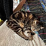 animal, bed, blanket, cat, comfort, cozy, cute, domestic_animal, feline, fur, home, indoor, nap, paw, pet, relaxation, resting, sleeping, striped, tabby_cat