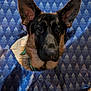 dog, german_shepherd, face, ears, wrapping_paper, hole, indoor, carpet, door, clothing, pattern, blue, brown, black, pet, curious, animal, portrait, close_up, decor