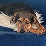animal, blue_couch, brown_dog, canine, couch, cozy, dog, domestic_animal, ears, fur, home, indoor, laying_down, looking_at_camera, paw, pet, relaxed, resting, snout, white_pillow