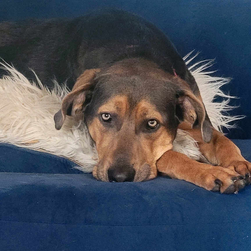 Kalliope joined the competition — help win amazing prizes! animal, blue_couch, brown_dog, canine, couch, cozy, dog, domestic_animal, ears, fur, home, indoor, laying_down, looking_at_camera, paw, pet, relaxed, resting, snout, white_pillow