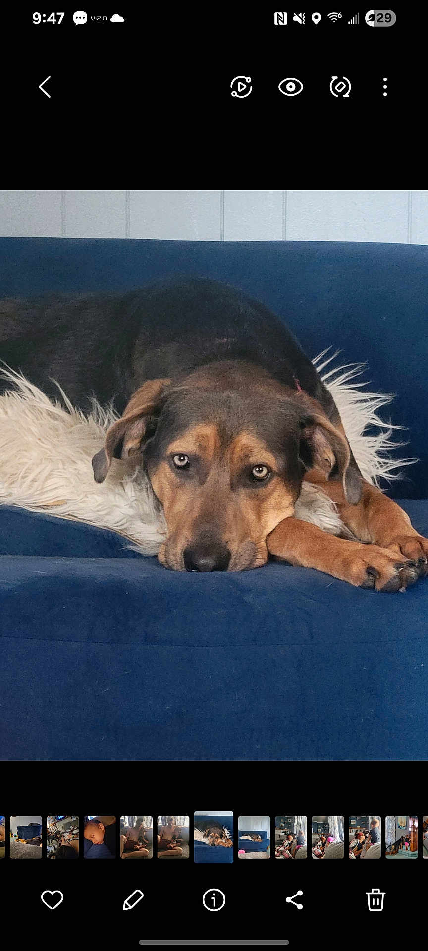 Kalliope joined the competition — help win amazing prizes! animal, blue_couch, brown_dog, canine, couch, cozy, dog, domestic_animal, ears, fur, home, indoor, laying_down, looking_at_camera, paw, pet, relaxed, resting, snout, white_pillow