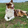 dog, canine, animal, outdoor, grass, field, nature, pet, mammal, fur, tongue, happy, pink_nose, laying_down, cloudy_sky, ears, brown_and_white, relaxed, summer, companion