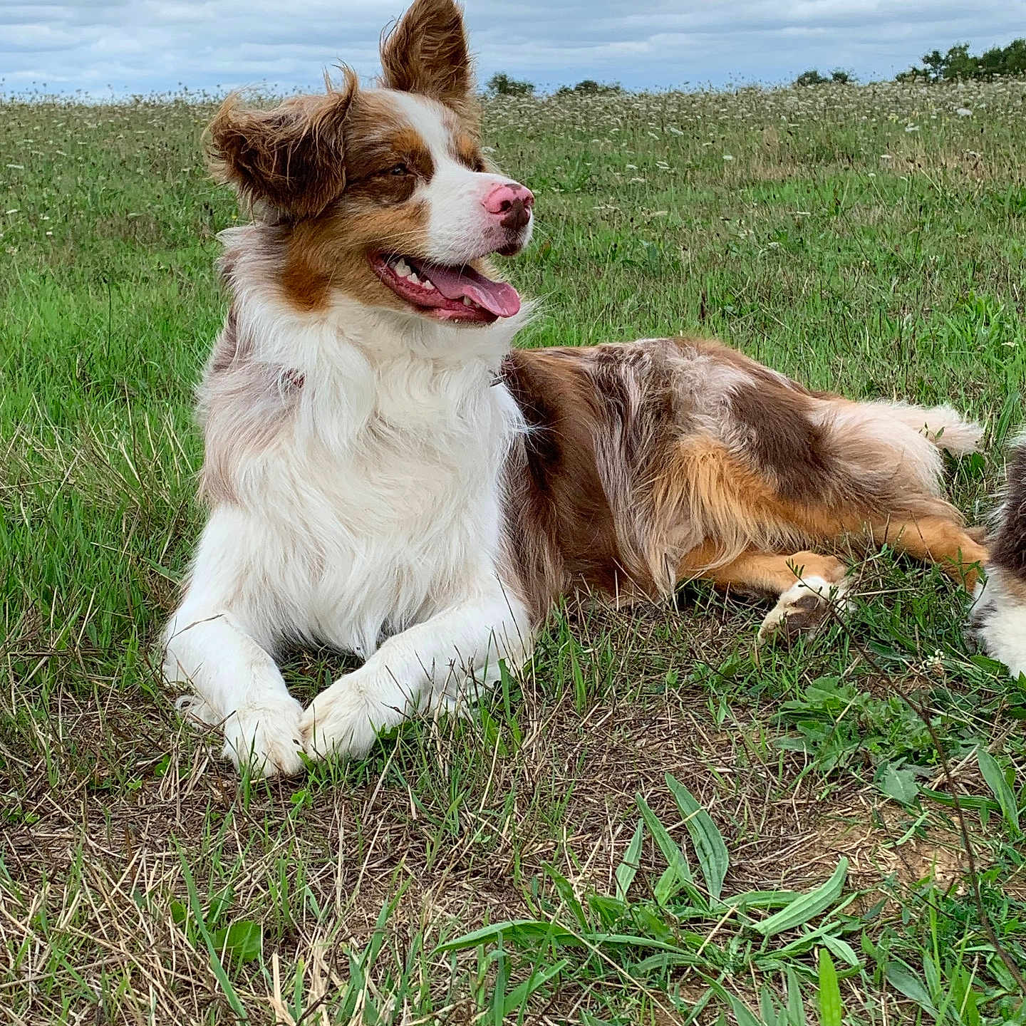 Olaf participe au concours pour gagner de l'argent avec cette photo : animal, brown_and_white, canine, cloudy_sky, companion, dog, ears, field, fur, grass, happy, laying_down, mammal, nature, outdoor, pet, pink_nose, relaxed, summer, tongue