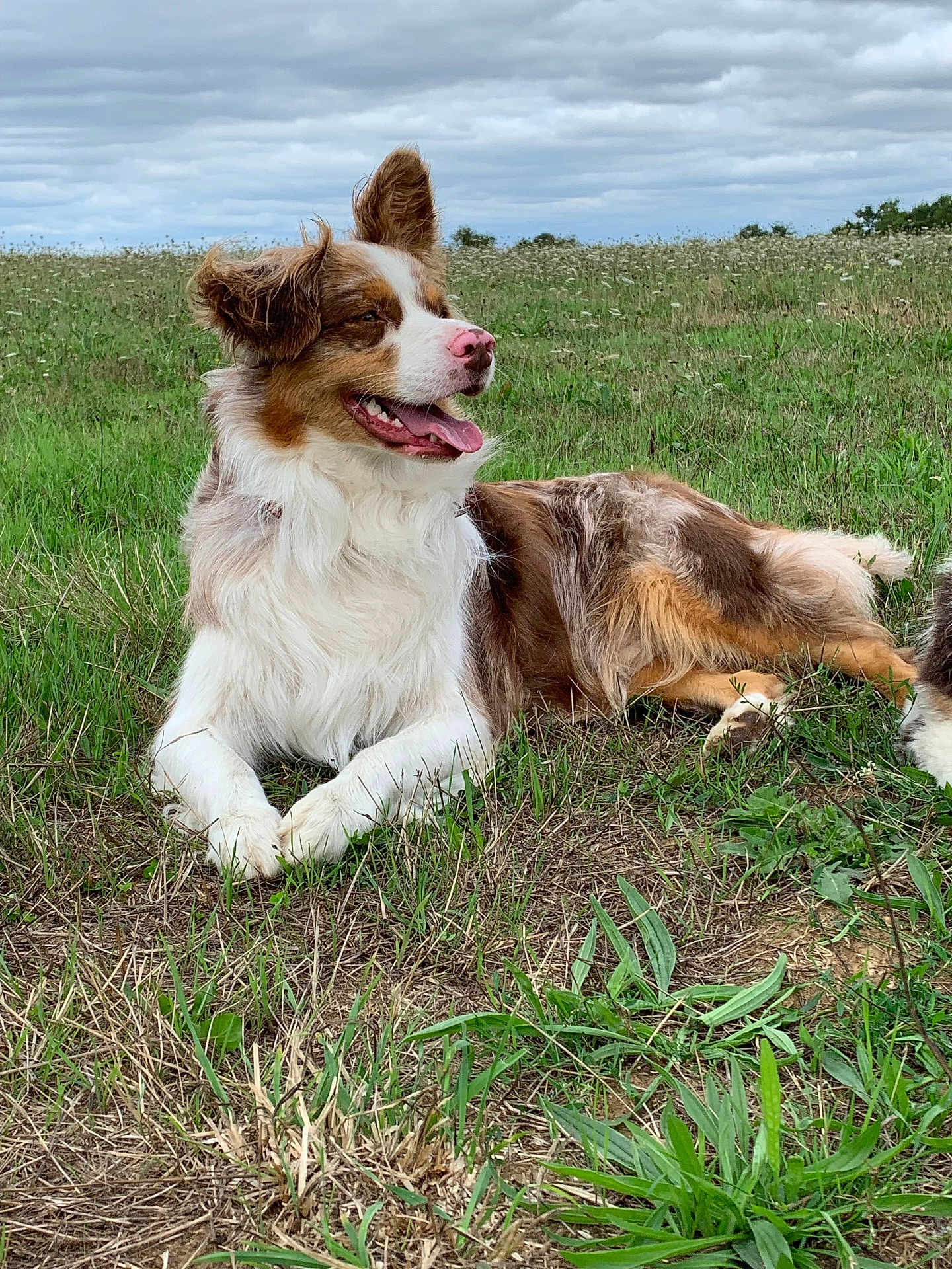 Olaf participe au concours pour gagner de l'argent avec cette photo : dog, canine, animal, outdoor, grass, field, nature, pet, mammal, fur, tongue, happy, pink_nose, laying_down, cloudy_sky, ears, brown_and_white, relaxed, summer, companion
