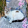Tayou a rejoint le concours — aidez-le/la à gagner de superbes lots ! cat, animal, pet, wicker_chair, cushion, floral_pattern, outdoor, nature, grass, relaxed, blue_eyes, white_fur, striped_tail, comfort, resting, sunlight, cozy, feline, closeup, portrait