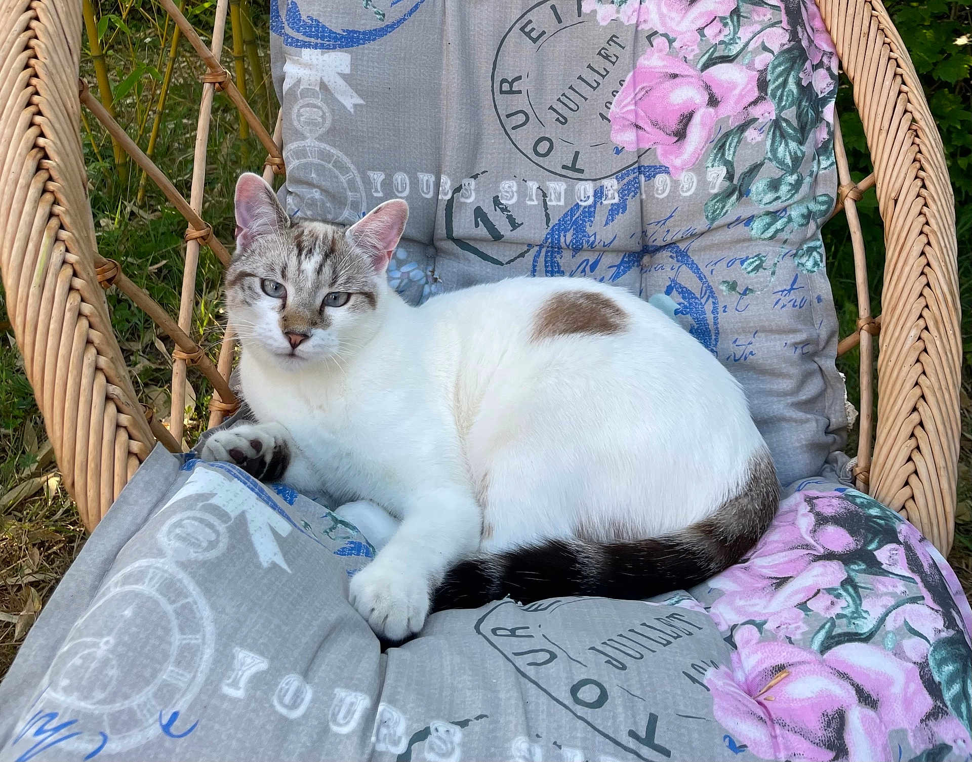 Tayou a rejoint le concours — aidez-le/la à gagner de superbes lots ! cat, animal, pet, wicker_chair, cushion, floral_pattern, outdoor, nature, grass, relaxed, blue_eyes, white_fur, striped_tail, comfort, resting, sunlight, cozy, feline, closeup, portrait