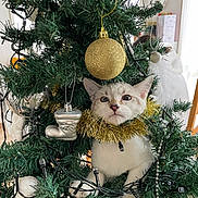 Tayou participe au concours pour gagner de l'argent avec cette photo : cat, kitten, christmas_tree, ornaments, golden_ball, tinsel, festive, holiday, decorations, greenery, curious, pet, indoor, cute, playful, tree_lights, white_fur, animal, holiday_decor, christmas