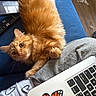 cat, orange_cat, fluffy, pet, couch, blue_couch, laptop, butterfly_sticker, remote_control, wooden_floor, blanket, cozy, indoor, curious, relaxed, paw, fur, whiskers, home, casual