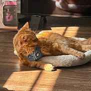 Panda is registered to the contest to win money with this photo: cat, orange_cat, pet_bed, sunlight, reflection, wood_floor, harness, indoor, relaxing, feline, cozy, soft_texture, animal, resting, fur, shadow, electronics, screen, box, quiet