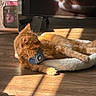 cat, orange_cat, pet_bed, sunlight, reflection, wood_floor, harness, indoor, relaxing, feline, cozy, soft_texture, animal, resting, fur, shadow, electronics, screen, box, quiet