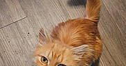 Panda is registered to the contest to win money with this photo: cat, orange_cat, fluffy, pet, animal, looking_up, tail_up, wooden_floor, indoor, cute, feline, whiskers, ears, fur, domestic_cat, curious, small_animal, mammal, young_cat, companion_animal