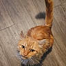 cat, orange_cat, fluffy, pet, animal, looking_up, tail_up, wooden_floor, indoor, cute, feline, whiskers, ears, fur, domestic_cat, curious, small_animal, mammal, young_cat, companion_animal