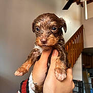 Autumn is registered to the contest to win money with this photo: puppy, dog, brown, cute, hands, indoor, stairs, ceiling_fan, striped_sleeves, pet, animal, portrait, closeup, furry, small, young, adorable, holding, looking, cozy