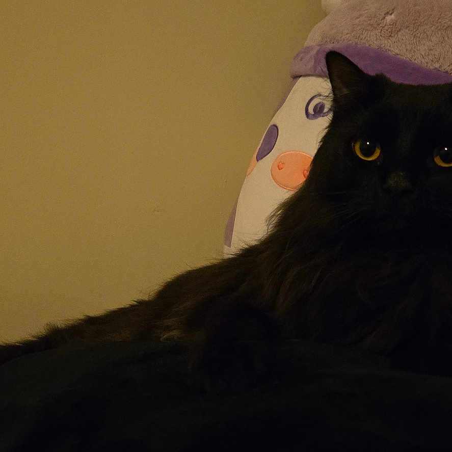 Bubs is registered to the contest to win money with this photo: animal, bed, black_cat, cat, cozy, dark, domestic_cat, feline, fur, home, indoor, pet, plush_toy, quiet, quiet_room, relaxed, resting, soft, stuffed_animal, yellow_eyes