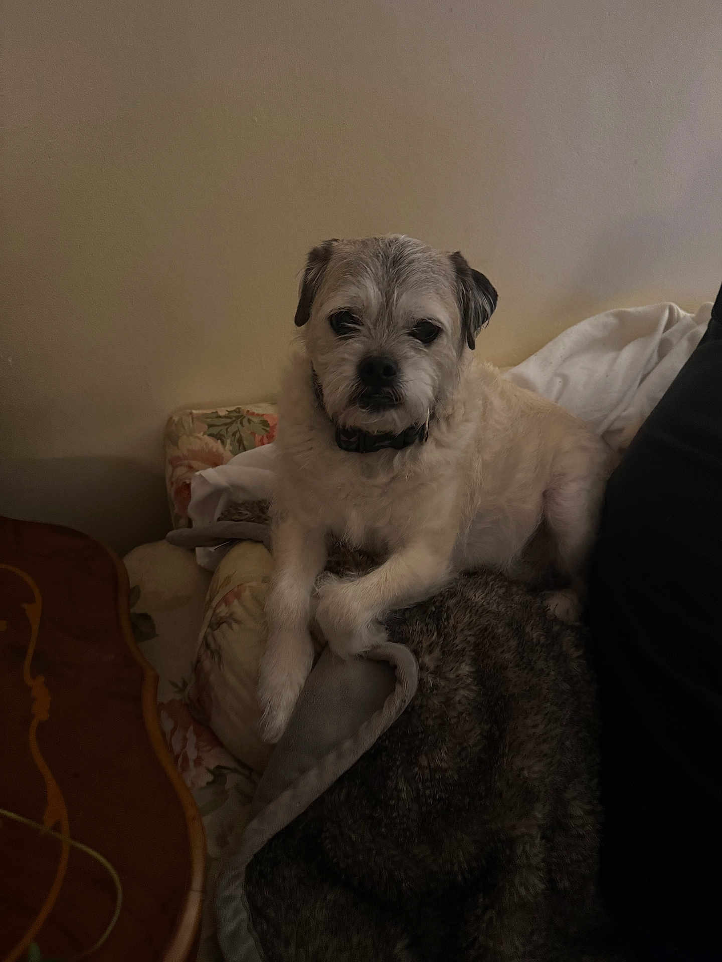 Sitich is registered to the contest to win money with this photo: dog, indoor, couch, blanket, furniture, pet, small_dog, fur, relaxed, animal, cozy, living_room, wall, table, wood, floral_pattern, resting, home, companion, cute