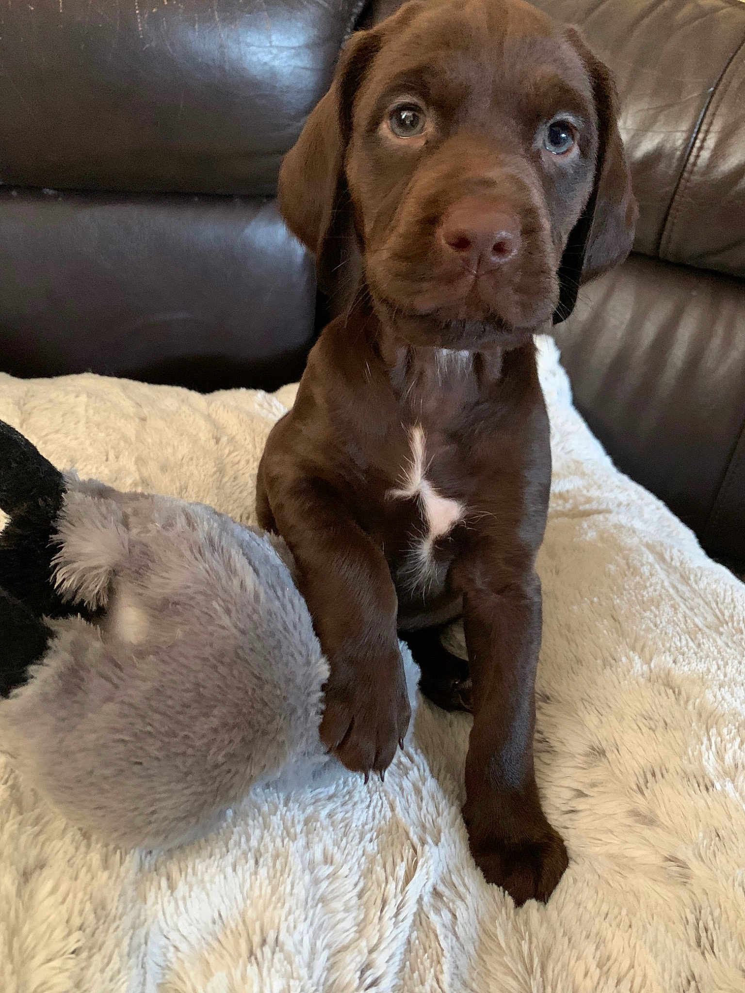 Maisy