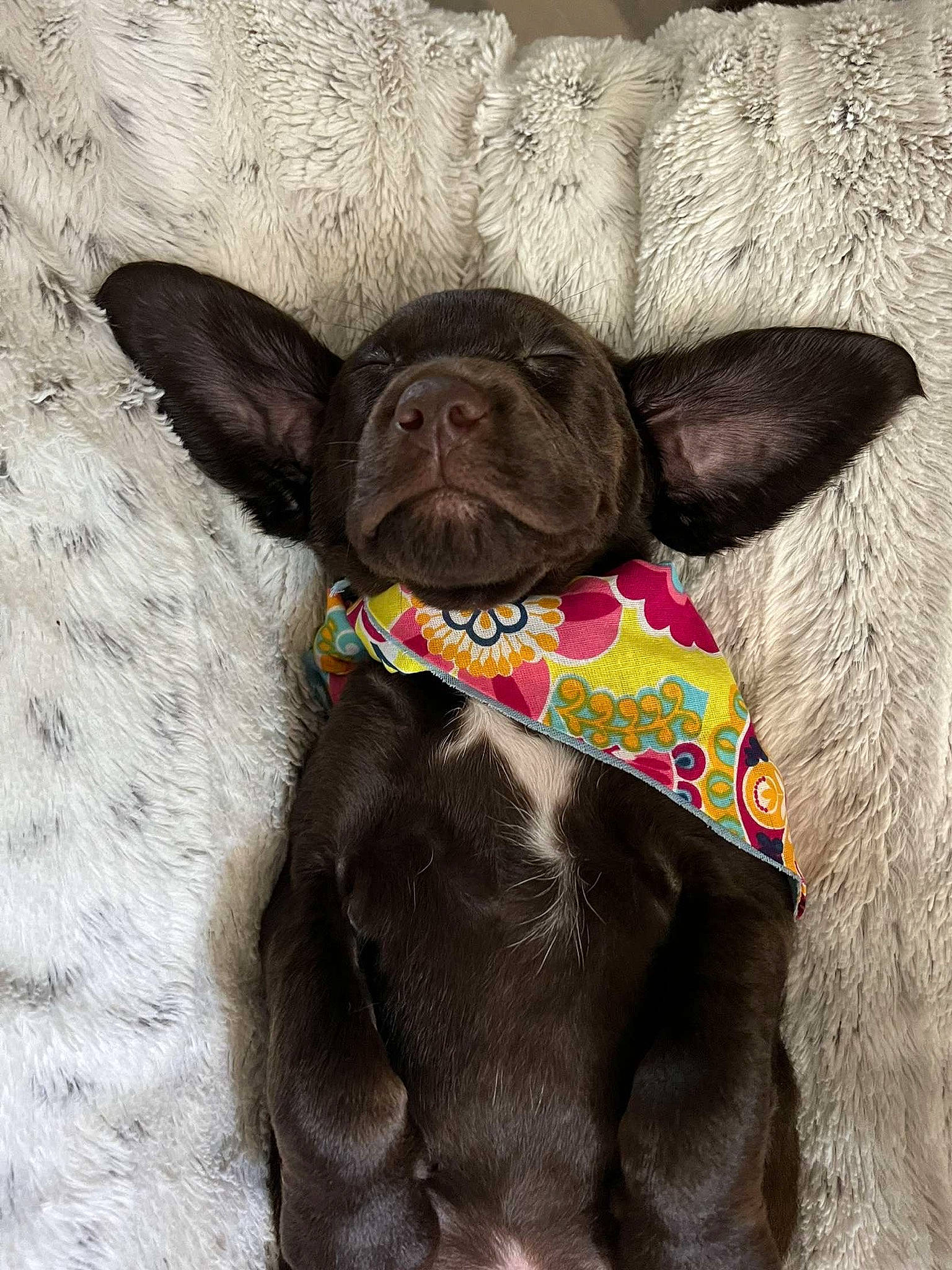 Maisy joined the competition — help win amazing prizes! art, biting, canidae, carnivore, collar, companion_dog, dog, dog_breed, dog_collar, dog_supply, ear, fawn, liver, pet_supply, plant, snout, sporting_group, tail, terrestrial_animal, working_animal