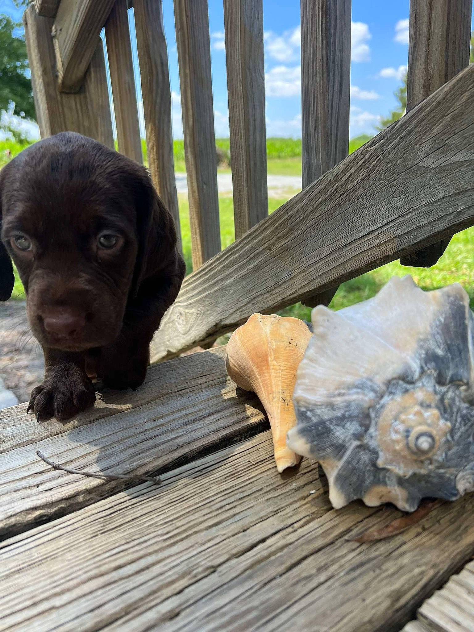 Maisy joined the competition — help win amazing prizes! carnivore, cloud, companion_dog, dog, dog_breed, fawn, fence, fur, grass, hardwood, liver, lumber, natural_material, plant, sky, snout, tree, trunk, wood, working_animal