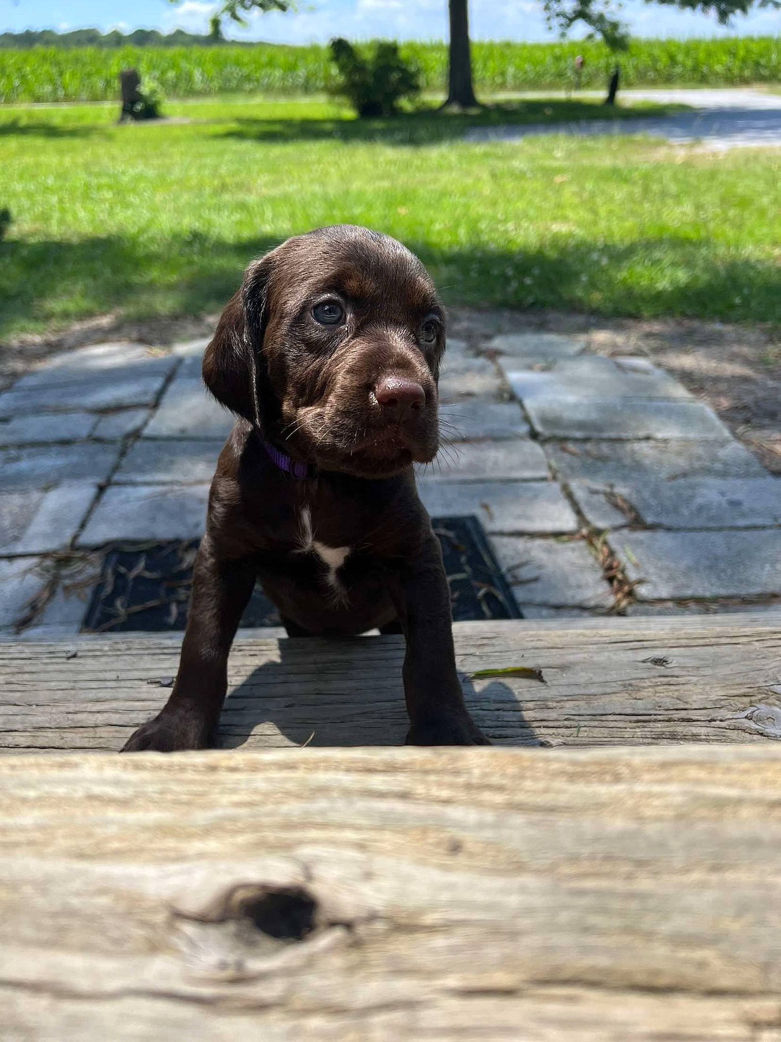 Maisy joined the competition — help win amazing prizes! canidae, carnivore, companion_dog, dog, dog_breed, dog_collar, fawn, flooring, grass, gun_dog, liver, plant, retriever, sky, snout, sporting_group, terrestrial_animal, tree, wood, working_animal