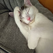 Guismo a rejoint le concours — aidez-le/la à gagner de superbes lots ! cat, kitten, sleeping, paw, pink_nose, white_fur, tabby_patch, ear, whiskers, closeup, portrait, pet, indoor, cozy, blanket, fabric, couch, relaxed, nap, adorable