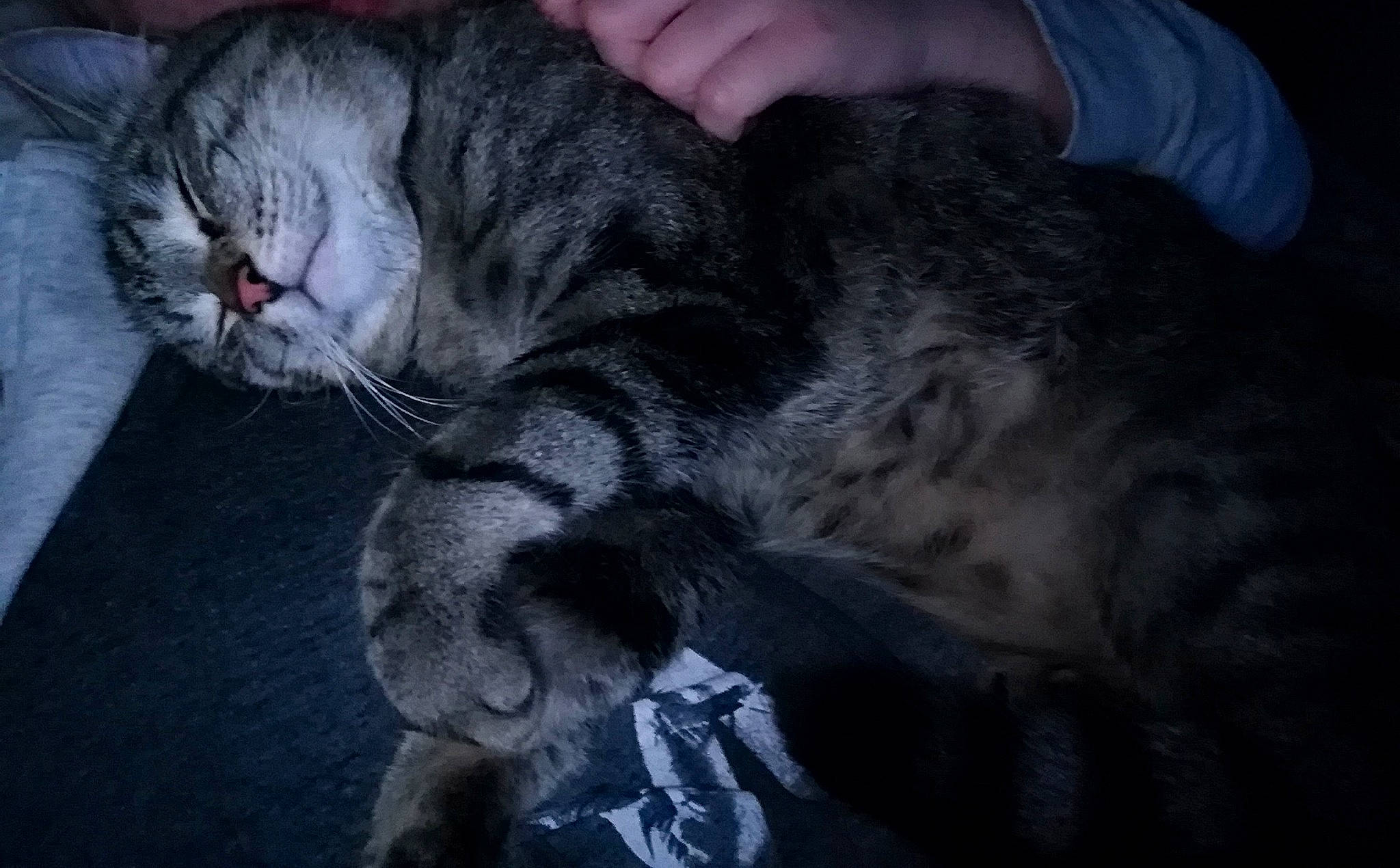 Chat a rejoint le concours — aidez-le/la à gagner de superbes lots ! carnivore, cat, claw, comfort, domestic_short_haired_cat, felidae, fur, grey, nap, paw, small_to_medium_sized_cats, snout, tail, whiskers