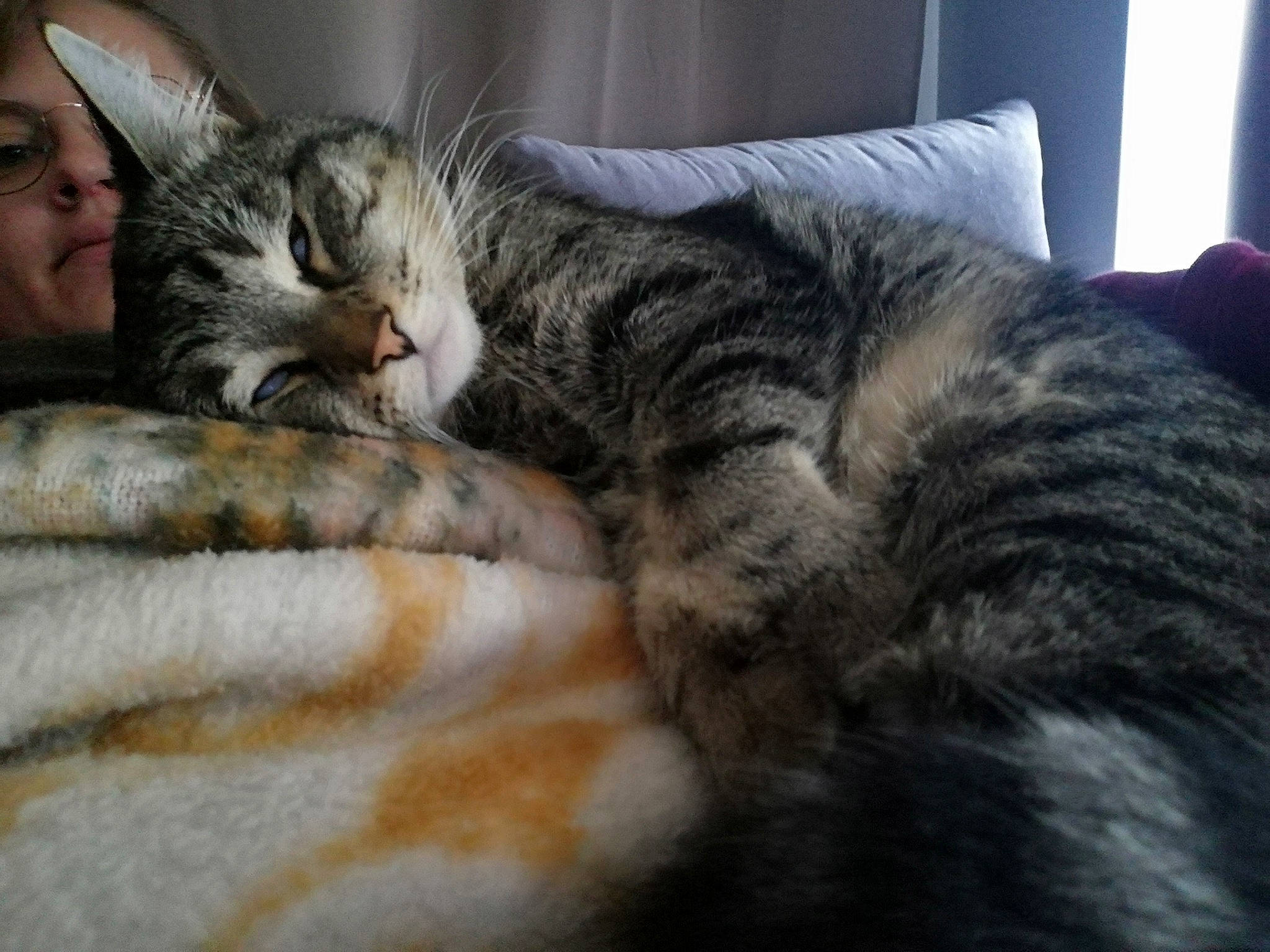 Chat participe au concours pour gagner de l'argent avec cette photo : carnivore, cat, claw, close_up, comfort, domestic_short_haired_cat, felidae, fur, grey, nap, paw, sleep, small_to_medium_sized_cats, snout, tail, whiskers, wood