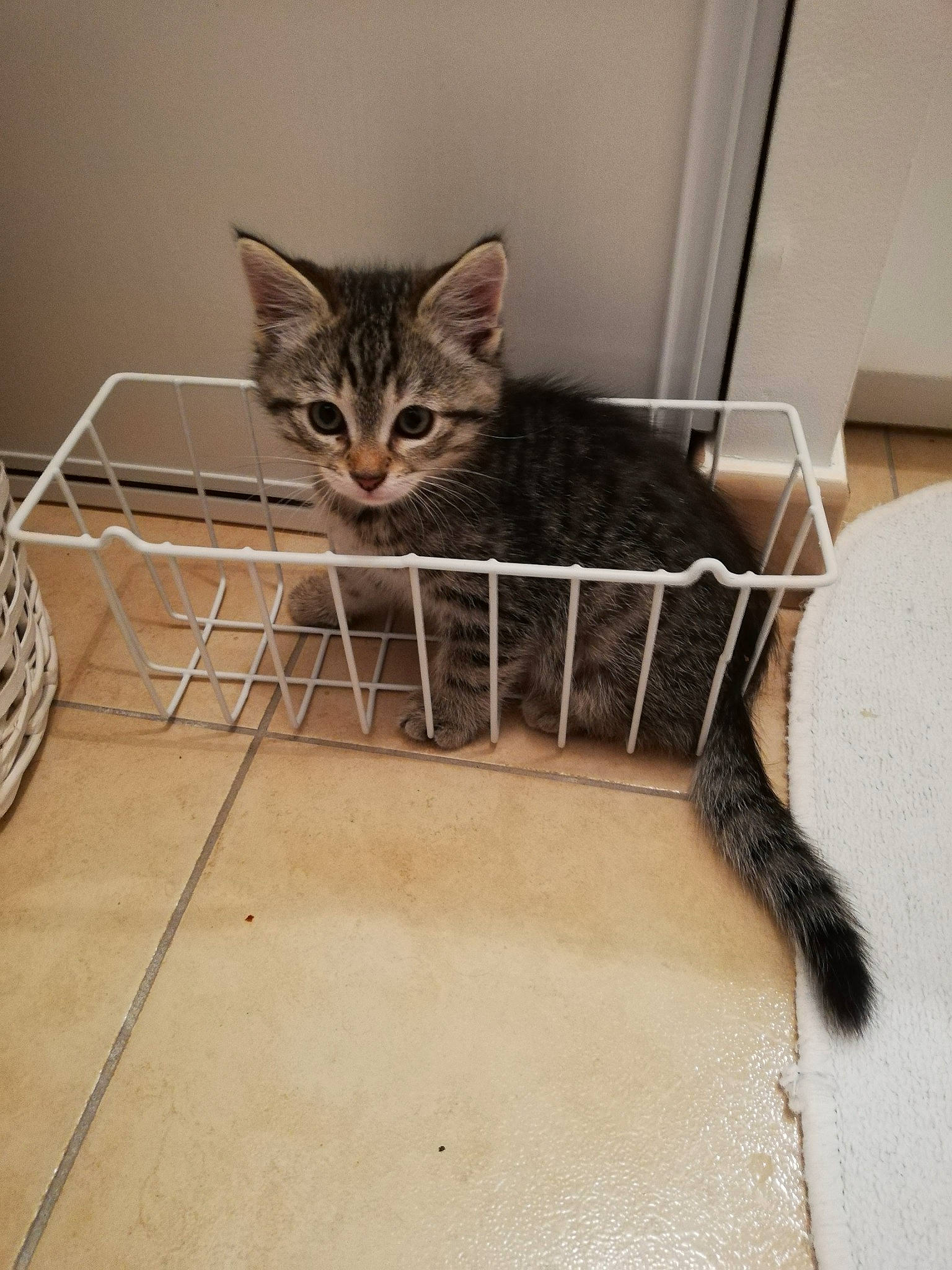 Chat a rejoint le concours — aidez-le/la à gagner de superbes lots ! aegean_cat, american_shorthair, animal_shelter, asian, bengal, carnivore, cat, domestic_short_haired_cat, dragon_li, egyptian_mau, european_shorthair, felidae, floor, kitten, mammal, ocicat, small_to_medium_sized_cats, tabby_cat, whiskers