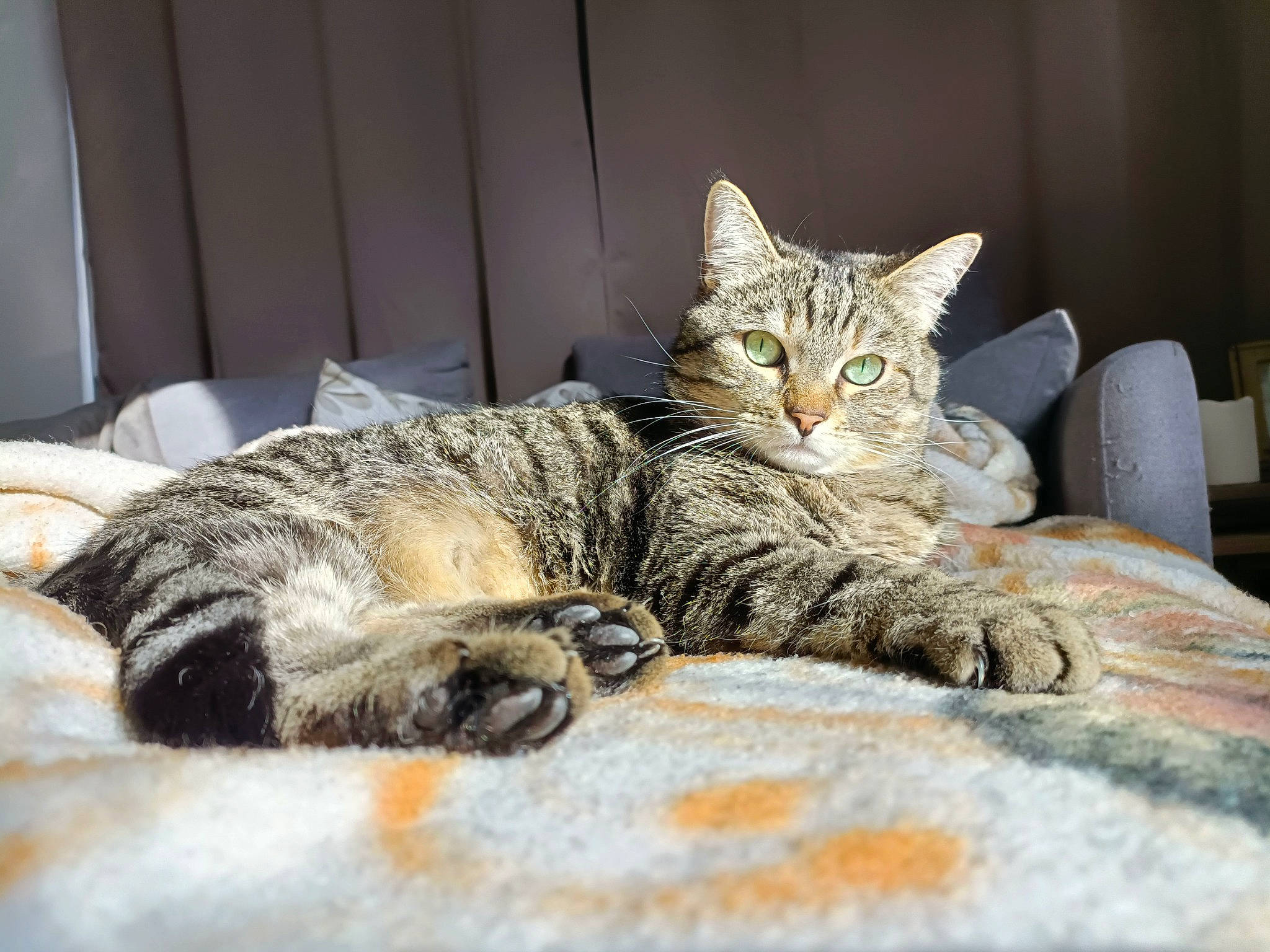 Chat a rejoint le concours — aidez-le/la à gagner de superbes lots ! bed, carnivore, cat, claw, comfort, domestic_short_haired_cat, eye, felidae, fur, grey, nap, paw, room, sitting, small_to_medium_sized_cats, snout, tail, terrestrial_animal, tree, whiskers