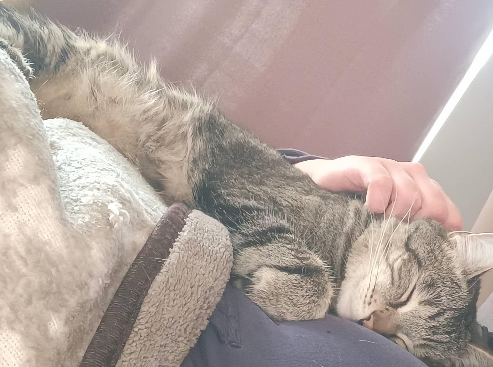 Ivy a rejoint le concours — aidez-le/la à gagner de superbes lots ! arm, carnivore, cat, claw, comfort, domestic_short_haired_cat, ear, felidae, fur, gesture, grey, human_leg, leg, linens, nap, paw, small_to_medium_sized_cats, snout, tail, whiskers