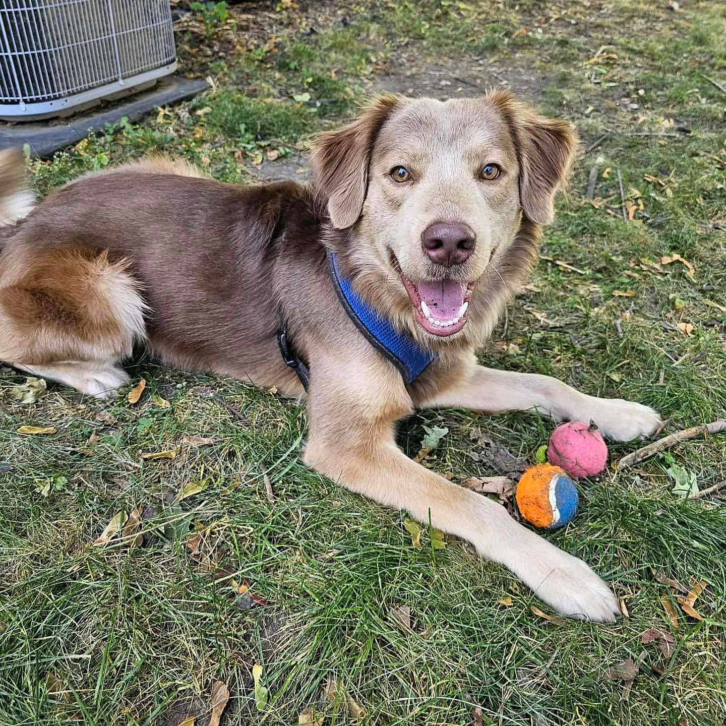 Gizmo joined the competition — help win amazing prizes! animal, brown_fur, canine, collar, daylight, dog, ears, eyes, grass, happy, leash, mouth, nature, outdoor, pet, playful, smiling, stick, tennis_ball, tongue