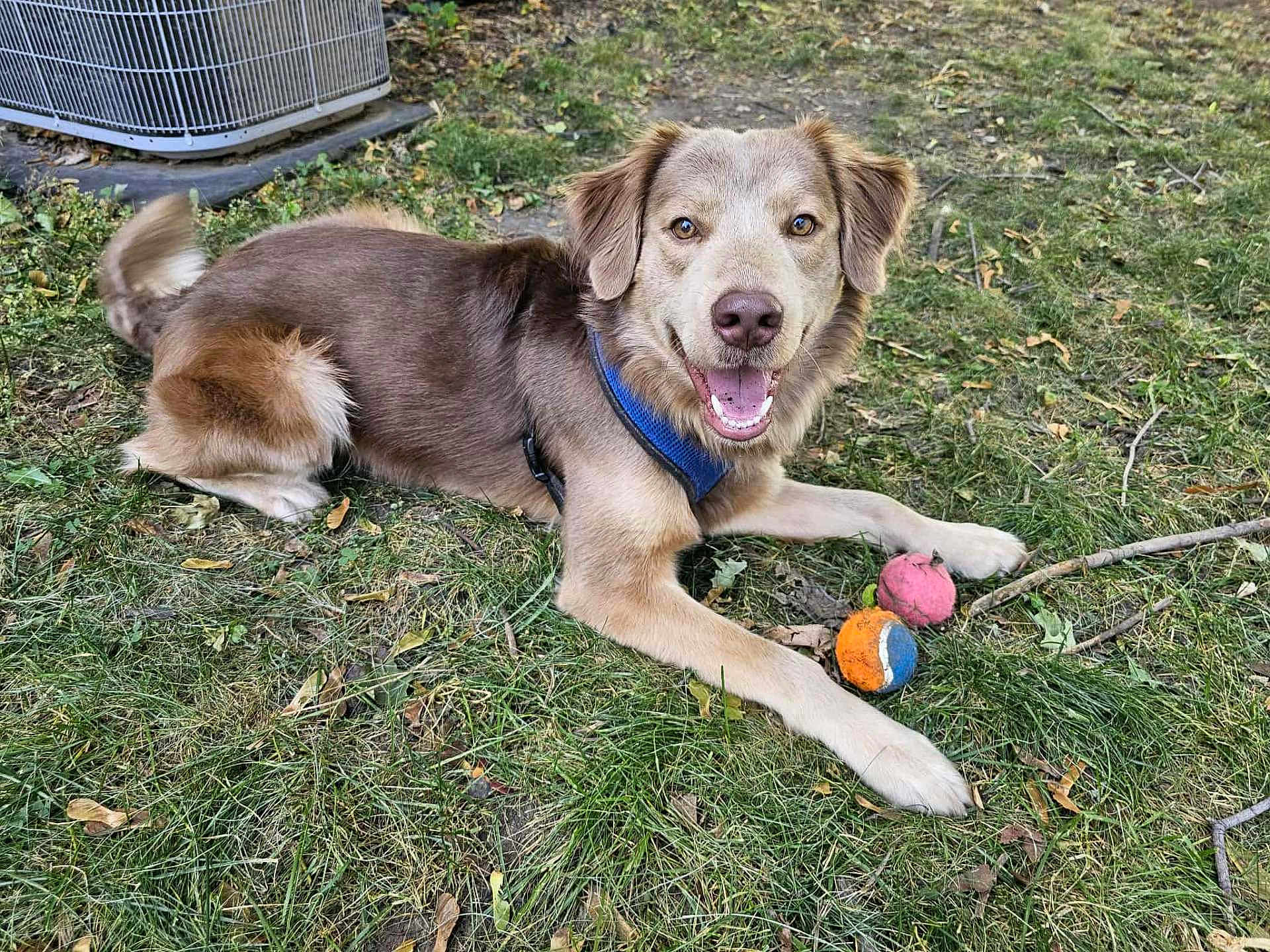 Gizmo joined the competition — help win amazing prizes! dog, grass, outdoor, pet, playful, tennis_ball, stick, happy, smiling, canine, nature, brown_fur, leash, animal, daylight, eyes, ears, mouth, tongue, collar