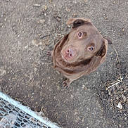 Bella is registered to the contest to win money with this photo: dog, brown_dog, outdoor, dirt, chain_link_fence, pet, looking_up, canine, animal, ears, eyes, nose, fur, ground, fence, feet, paw, companion, curious, waiting