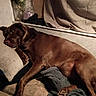 Bella joined the competition — help win amazing prizes! dog, brown_dog, couch, pillow, blanket, indoor, resting, sleepy, pet, canine, fur, cozy, home, curtains, candle, relaxing, laying_down, comfort, domestic, animal