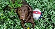 Bella joined the competition — help win amazing prizes! animal, chocolate_brown, closeup, daylight, dog, garden, grass, greenery, ground, leaf, lying_down, nature, outdoor, pet, plant, playful, relaxed, summer, variegated_leaves, volleyball