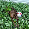Bella joined the competition — help win amazing prizes! dog, chocolate_brown, volleyball, greenery, variegated_leaves, garden, outdoor, plant, leaf, grass, pet, animal, nature, lying_down, relaxed, summer, playful, closeup, daylight, ground