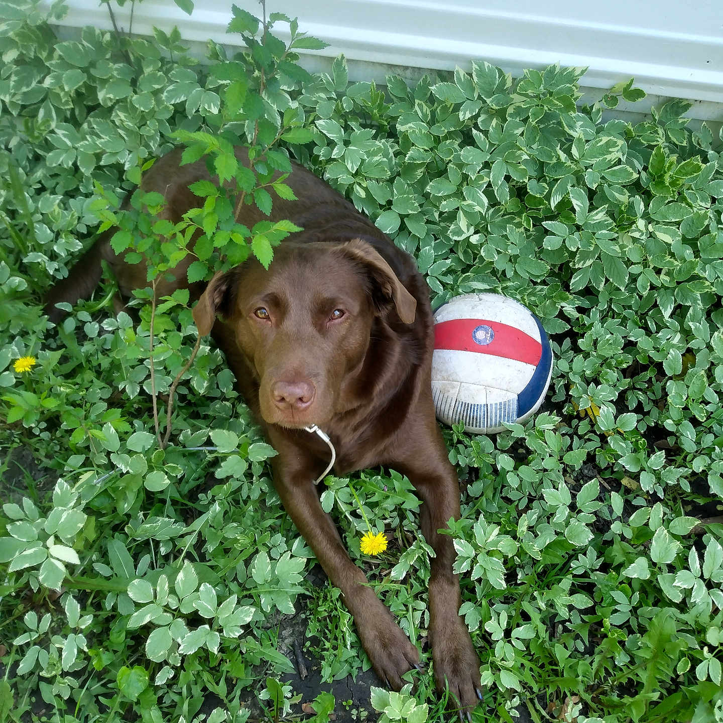 Bella joined the competition — help win amazing prizes! dog, chocolate_brown, volleyball, greenery, variegated_leaves, garden, outdoor, plant, leaf, grass, pet, animal, nature, lying_down, relaxed, summer, playful, closeup, daylight, ground